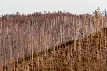 Unzählige tote Bäume – Klimawandel und Borkenkäfer. 