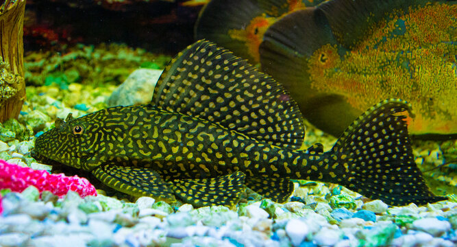 Sailfin Pleco. Plecostumus fish. Loricariidae