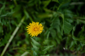 closeup of a single yellow dandelion flower against a blurred  green background