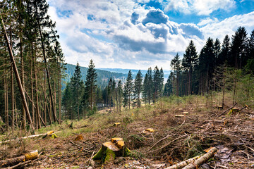 Abholzung kranker Bäume im Nationalpark Harz