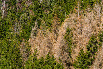 Unzählige tote Bäume – Klimawandel und Borkenkäfer. 