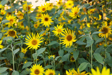 Beautiful sunflowers in sunny summer evening. Many sunflowers growing in field in sunset. Calm tranquil moment in countryside.