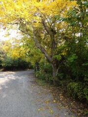 Naklejka premium Road in an Autumn Forest