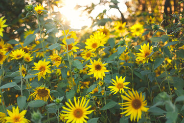 Beautiful sunflowers in sunny summer evening. Many sunflowers growing in field in sunset. Calm tranquil moment in countryside.