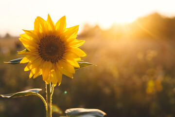 Beautiful sunflower in warm sunset light in summer meadow. Calm tranquil moment in countryside. Sunflower growing in evening field. Atmospheric summer wallpaper, space for text - obrazy, fototapety, plakaty