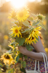 Beautiful sunflowers in woman hands in warm sunset light  in summer meadow. Tranquil atmospheric...