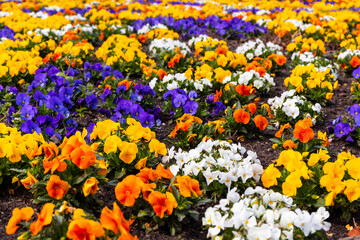 A large bed of white, yellow, orange and purple pansies in a park - 500284400
