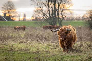 a long haired horned cow staring in the floodplains of the river the Waal in the Netherlands and in the blurry background some other cows and a dike at sunrise