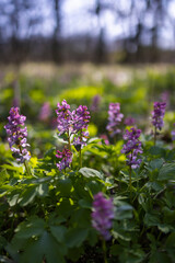 Hollow smokestack (Corydalis cava), spring forest, Southern Moravia, Czech Republic