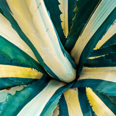 agave, detail