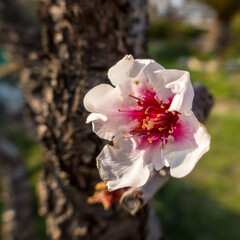 apricot blossom