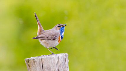 Bluethroat in spring 