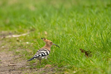 An eurasian hoopoe looking for food at a sunny day in spring.