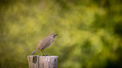 Bluethroat in spring 