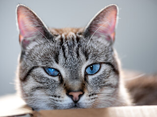 Gray tiger domestic cat inside a box with cataract disease close up - obrazy, fototapety, plakaty