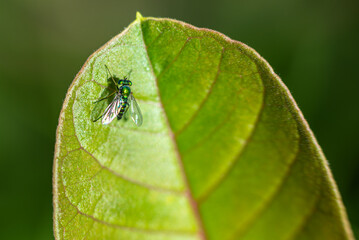 Small green Fly on a leaf
