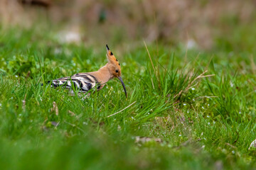 An eurasian hoopoe looking for food at a sunny day in spring.