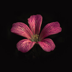 Pink Geranium on a Black Background