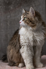beautiful long-haired cat with a white chest, big green eyes and a pink nose. looks towards the window. close-up