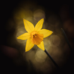 A spring daffodil on a dark background