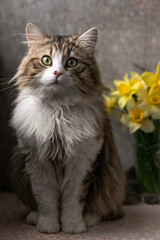 beautiful long-haired cat with a white chest, big green eyes and a pink nose. sits on a background of flowers and looks at the camera. close-up