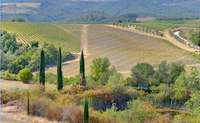 vineyard growing on a hill and cypres treesin  in Tuscany landscape, Italy