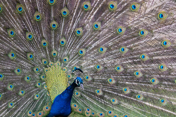 Fototapeta premium Closeup Image of a peacock dancing with its open feathers