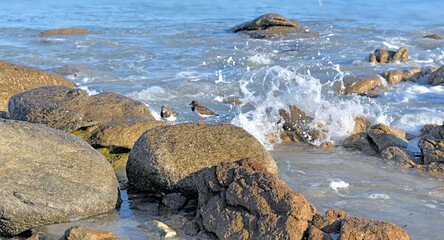 Fototapeta na wymiar rocks in the sea and birds on a Brittany beach -France
