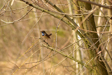 In the picture, a bird with a blue breast called bluethroat Luscinia svecica sings sitting on a branch