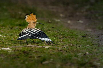 An eurasian hoopoe dancing on a meadow at a sunny day in spring.