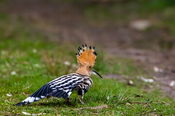 An eurasian hoopoe dancing on a meadow at a sunny day in spring.
