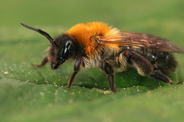 Closeup on a colorful female Grey-patched mining bee, Andrena nitida sitting on a green leaf