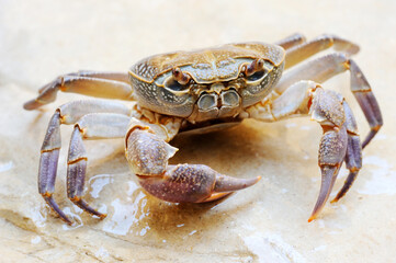 Freshwater land crab in the stream Arugot (Ein Gedi Nature Reserve) in Israel