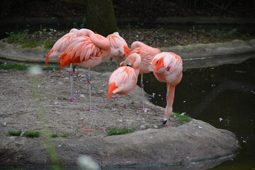 Flamants roses du Chili