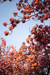 blooming cherry tree in the sunrise