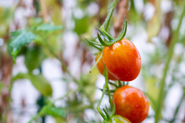 Fresh red ripe tomatoes plant hanging on the vine growth in organic garden ready to harvest