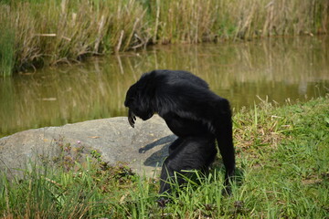 Saki à face blanche