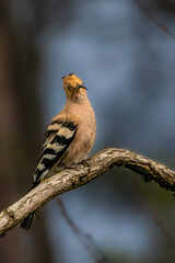 An eurasian hoopoe sitting on a branch in a tree at a sunny day in spring.