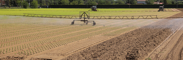 Automatic irrigation system in the Intensive cultivation of lettuce on a fertile field with sandy...