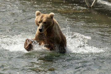 Kodiak Bear