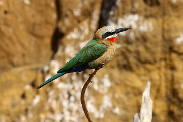 White-fronted Bee-eater, South Africa