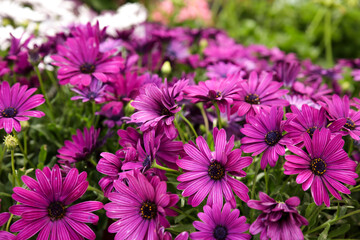 Obraz premium Purple Osteospermum Ecklonis flowers in the garden