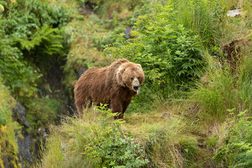 Kodiak Bear
