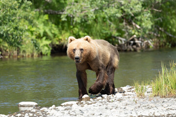 Obraz na płótnie Canvas Kodiak Bear