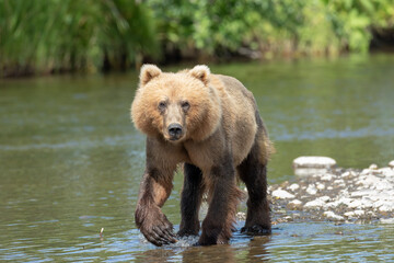 Fototapeta na wymiar Kodiak Bear