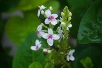 flowers in the garden