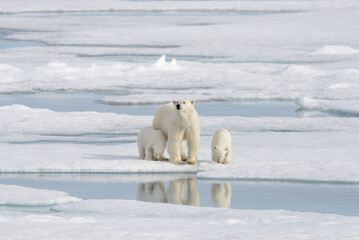 Wild polar bear (Ursus maritimus) mother and cub on the pack ice - obrazy, fototapety, plakaty