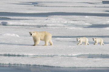 Wild polar bear (Ursus maritimus) mother and cub on the pack ice © Alexey Seafarer