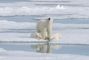 Plakat Wild polar bear (Ursus maritimus) mother and cub on the pack ice