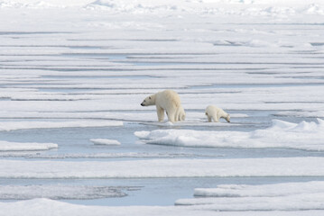 Wild polar bear (Ursus maritimus) mother and cub on the pack ice